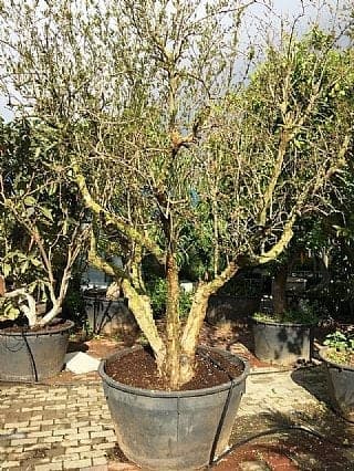 עץ-רימון-וונדרפול