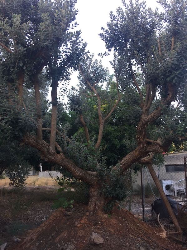 פג׳ויה בוגר