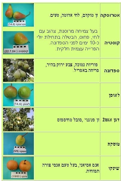 אגס