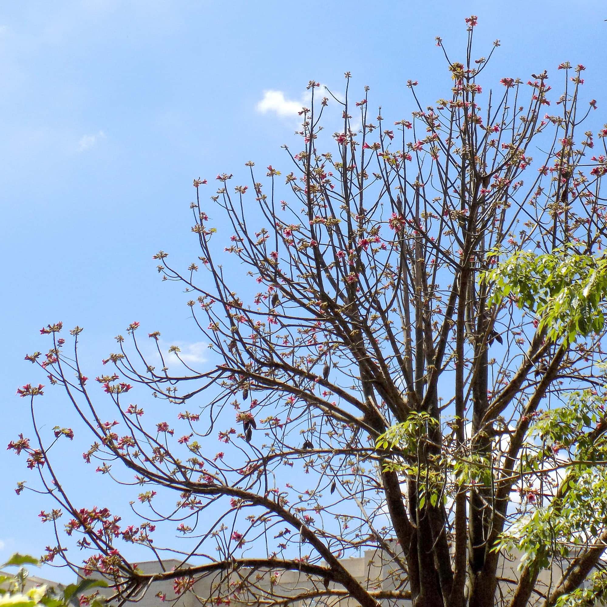ברכיכיטון דו גוני למכירה