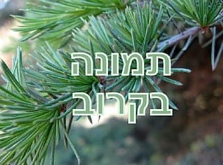 תמונה בקרוב
