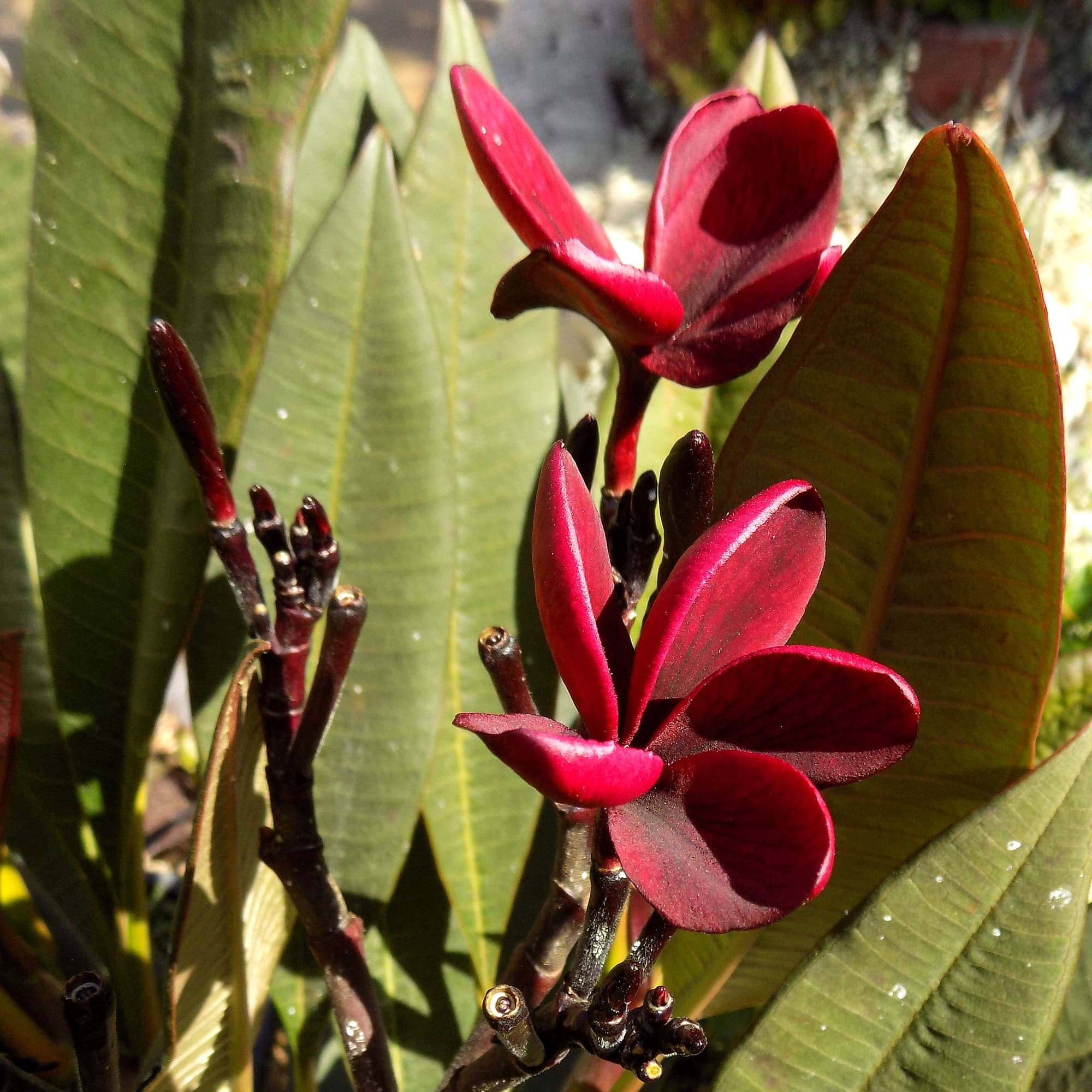 פלומריה ריחנית (פיטנה, Plumeria rubra) בגוון בורדו, תקריב פרחים בגוון יין עמוק ופקעים כהים על קצות ענפים, בין עלים ירוקים-אפרפרים, משתלות הדר נוי