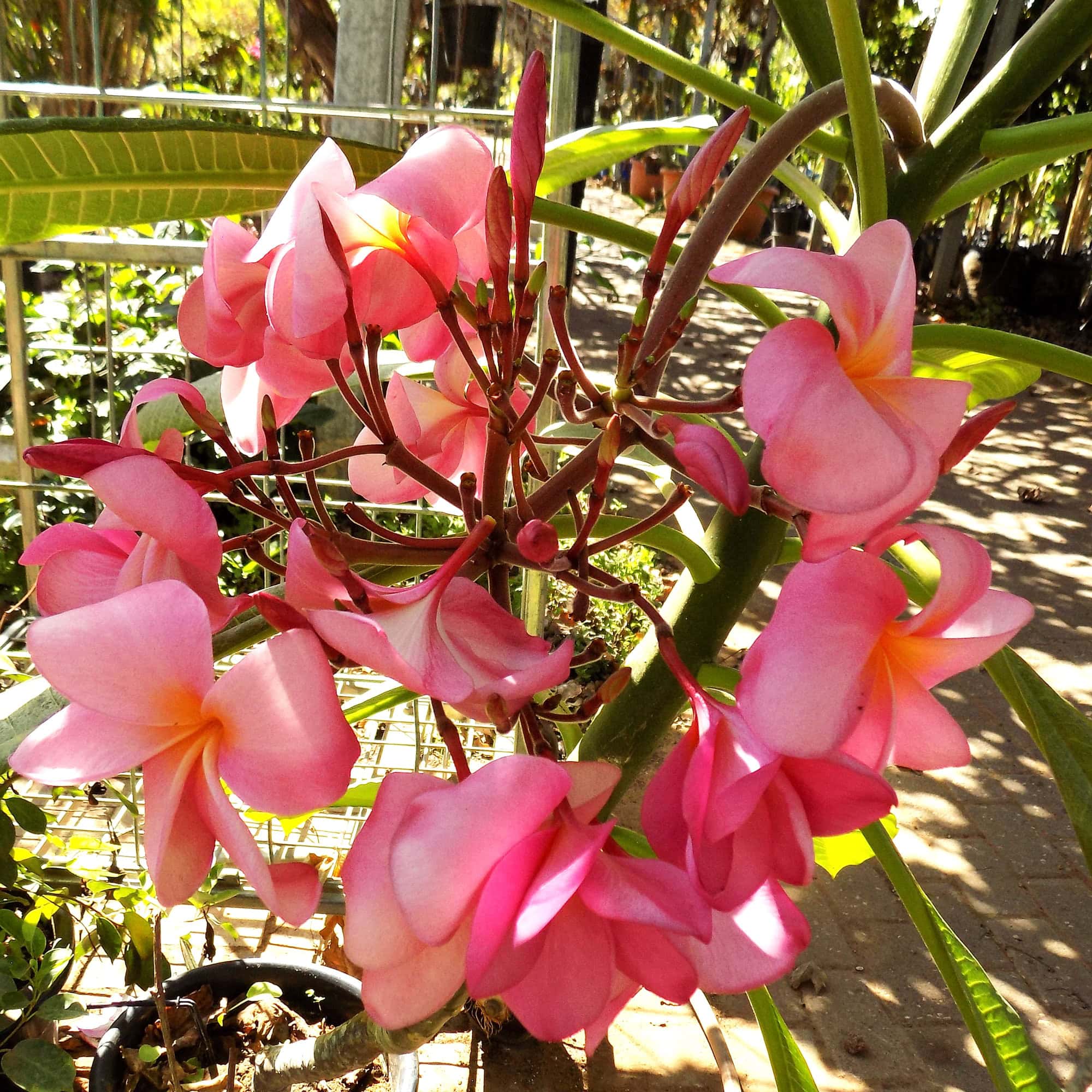 פלומריה ריחנית (פיטנה, Plumeria rubra) ורודה, תפרחת ענקית של עשרות פרחים ורודים בעלי לוע צהוב, מצולמת במשתלה מתחת לרשת הצללה, משתלות הדר נוי