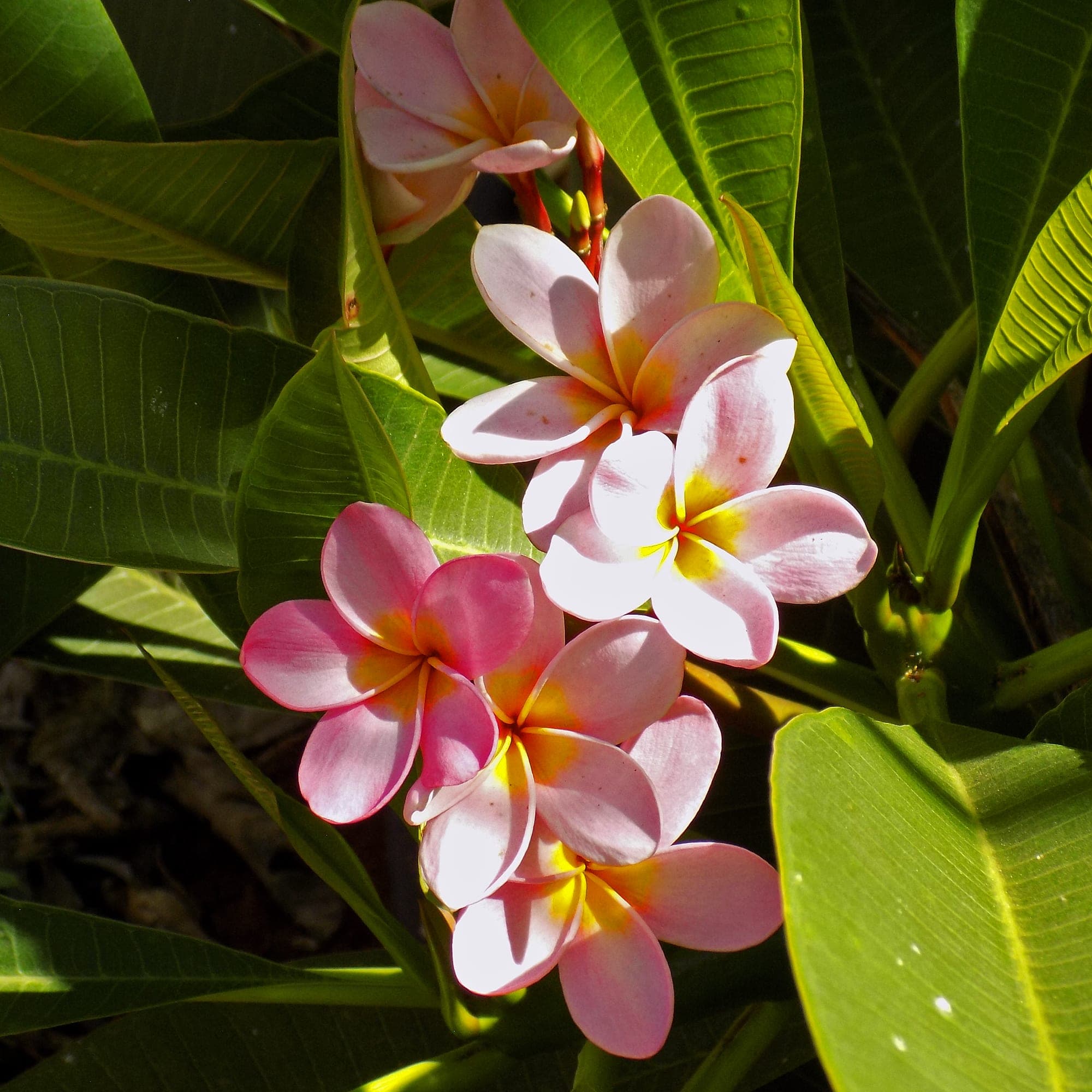פלומריה ריחנית (פיטנה, Plumeria rubra) בגוון ורוד-צהוב, אשכול פרחים בעלי כותרת ורודה-לבנה ולוע צהוב בוהק, בין עלים ירוקים ארוכים באור שמש, משתלות הדר נוי