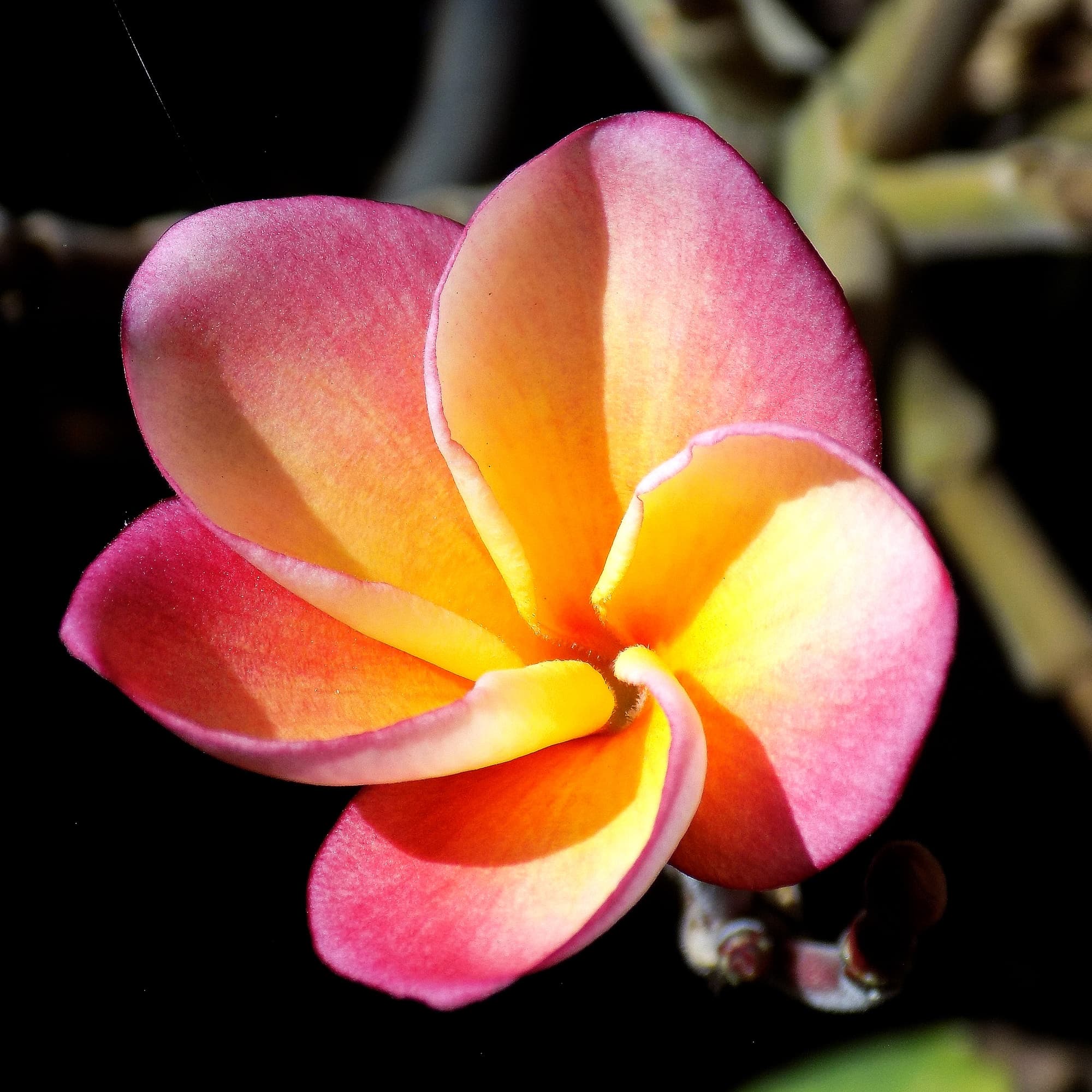 פלומריה ריחנית (פיטנה, Plumeria rubra) בגוון ורוד-צהוב, תקריב מקרוב של פרח בודד, חמישה עלי כותרת מסולסלים בשוליים ורודים ובמרכז כתום-צהוב, על רקע כהה, משתלות הדר נוי
