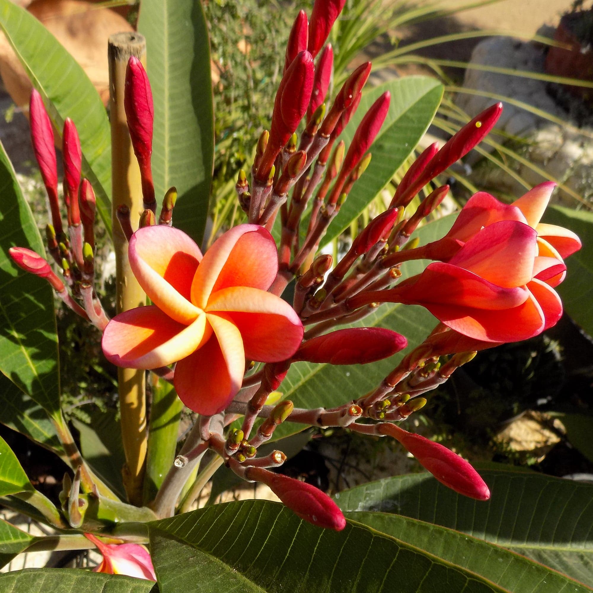 פלומריה ריחנית (פיטנה, Plumeria rubra) כתומה, פרח פתוח בגוון כתום-אלמוגי עם לוע צהוב, מוקף בעשרות פקעים אדומים מוארכים על ענפים, משתלות הדר נוי