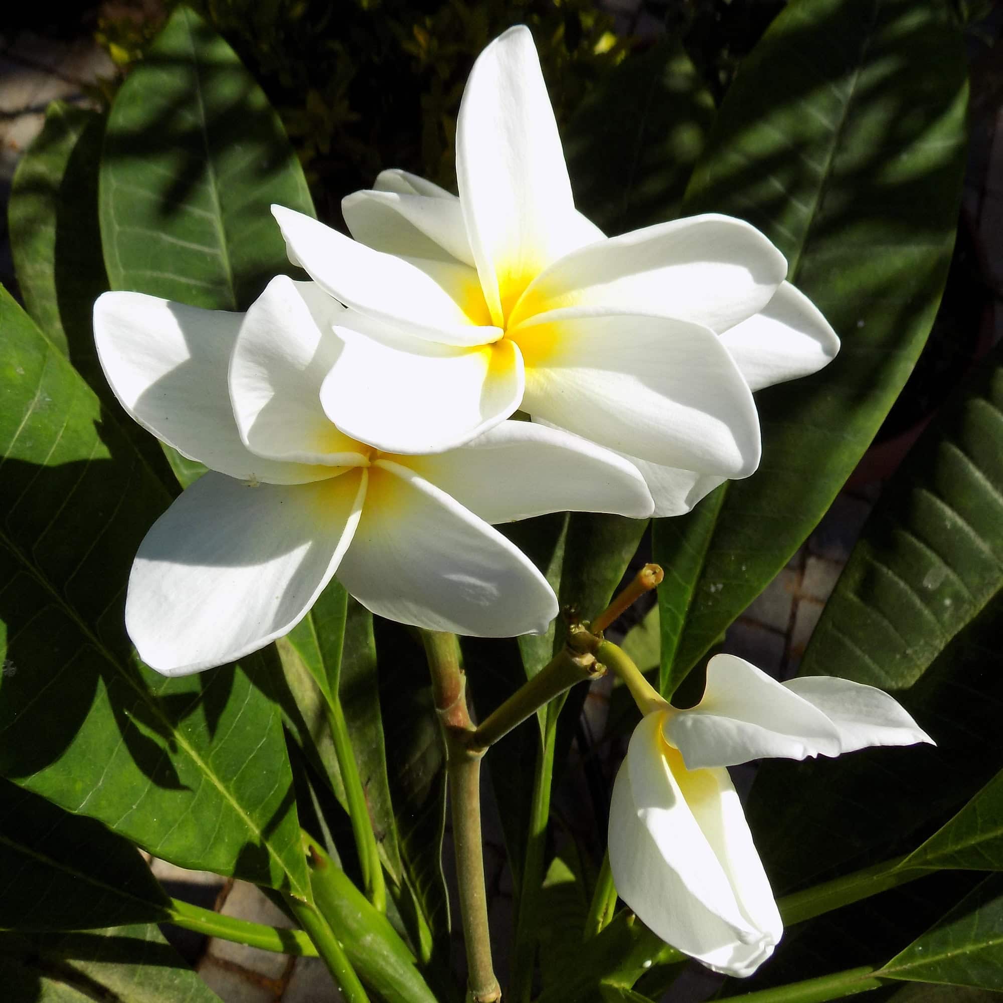 פלומריה ריחנית (פיטנה, Plumeria rubra) לבנה, תקריב פרחים לבנים בעלי לוע צהוב על ענף בשרני, בין עלים ירוקים כהים ומבריקים, משתלות הדר נוי