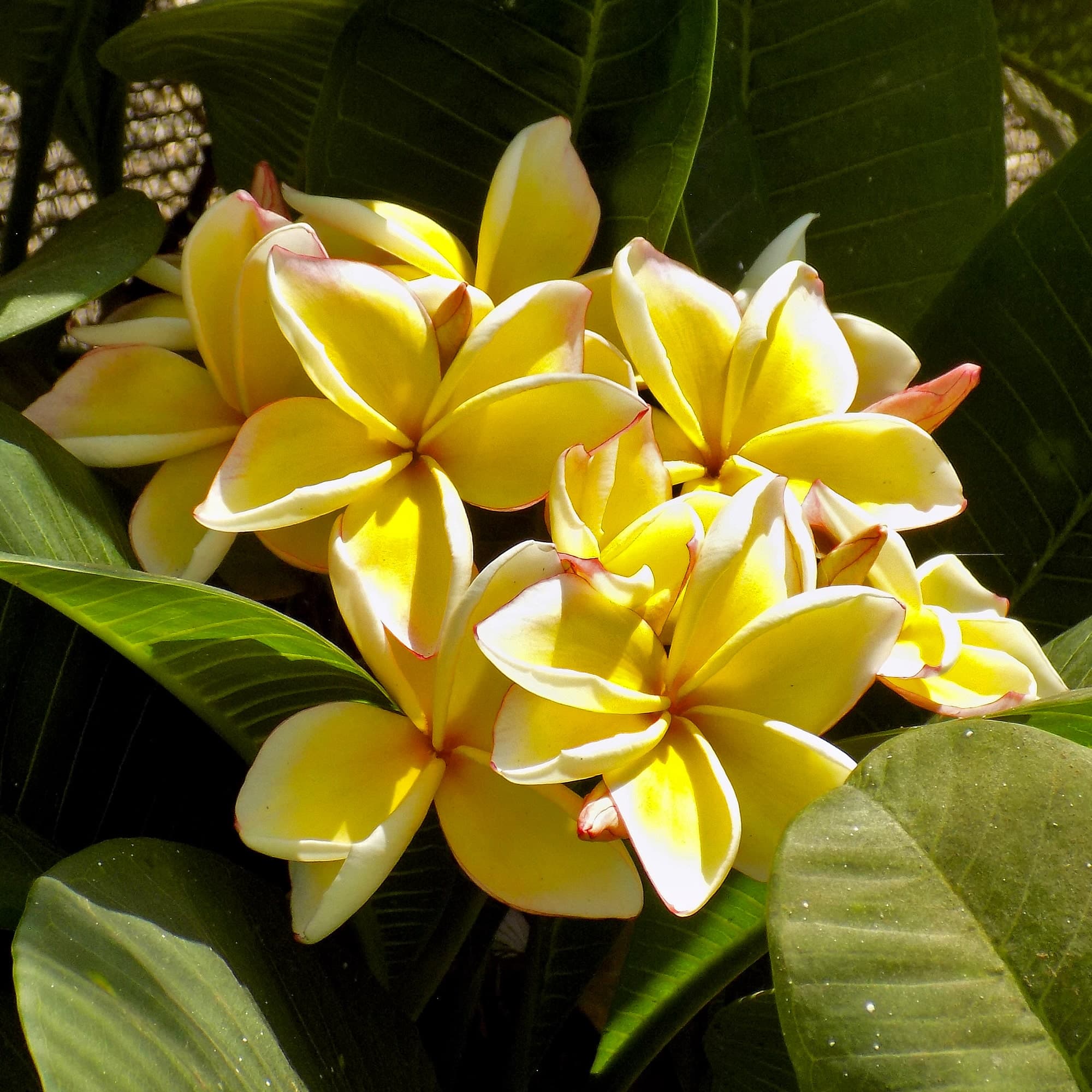 פלומריה ריחנית (פיטנה, Plumeria rubra) צהובה, אשכול צפוף של פרחים צהובים בעלי שוליים לבנבנים וקצה ורדרד, בין עלים ירוקים רחבים, משתלות הדר נוי