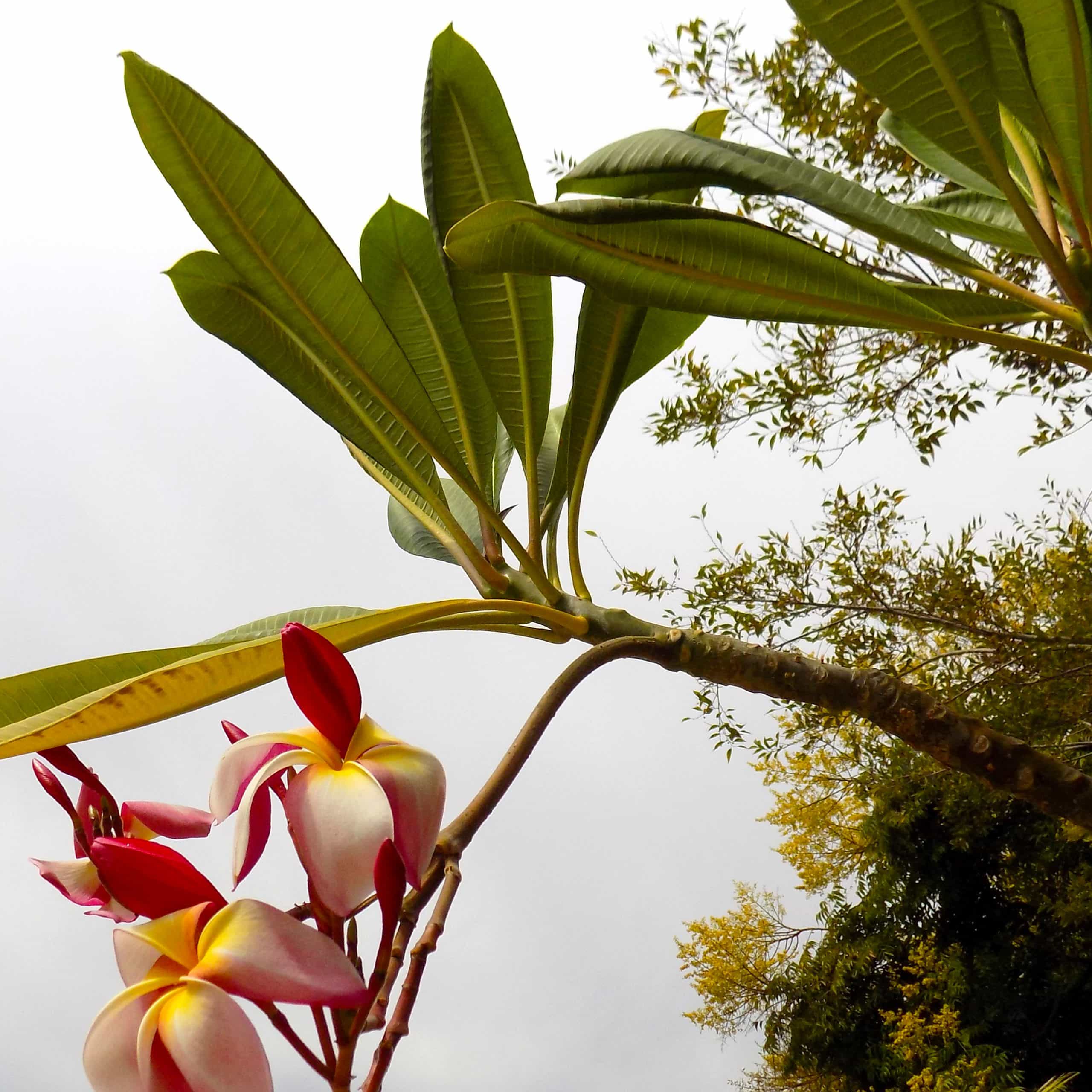 פלומריה ריחנית (פיטנה, Plumeria rubra), ענף עבה ובשרני של עץ בוגר עם מניפת עלים ארוכים ומחודדים ואשכול פרחים ורוד-לבן בקצה, על רקע שמיים, משתלות הדר נוי