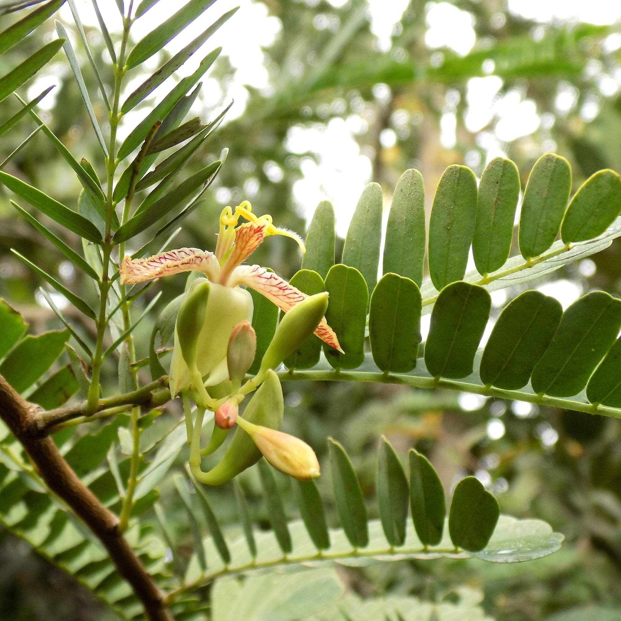 תמר הינדי | תמרינדי | Tamarindus Indica