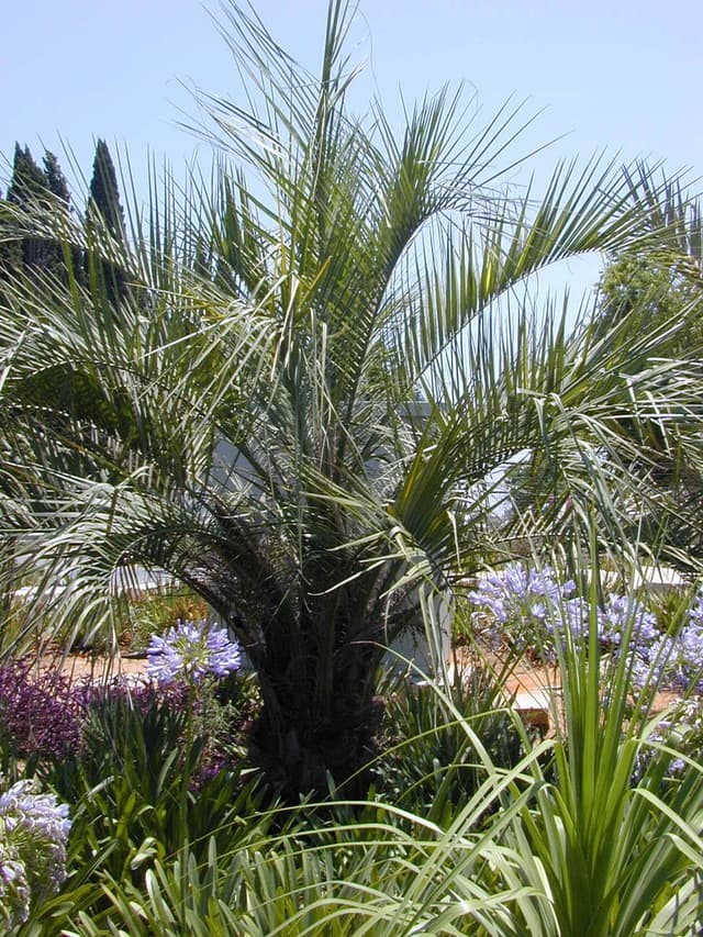בוטיה דרומית - עצי נוי | הדר נוי משתלות
