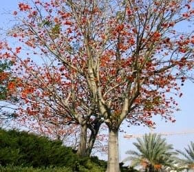 אלמוגן רחב עלים- עצי נוי | הדר נוי משתלות