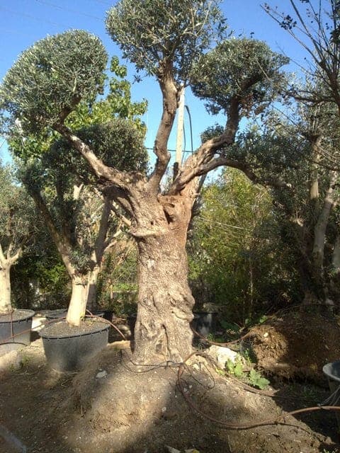 עץ זית מעוצב - עצי נוי | הדר נוי משתלות