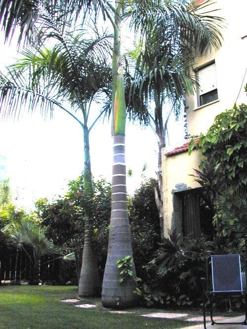 ארכי-תמר אלקסנדרה - עצי נוי | הדר נוי משתלות
