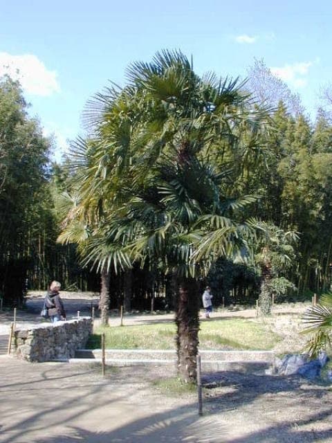 טרכיקרפוס פורטוני - עצי נוי | הדר נוי משתלות