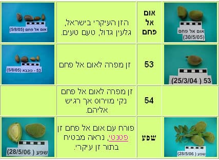 עץ שקדיה- עצי פרי | הדר נוי משתלות