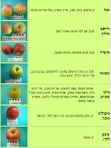 עץ תפוח- עצי פרי | הדר נוי משתלות