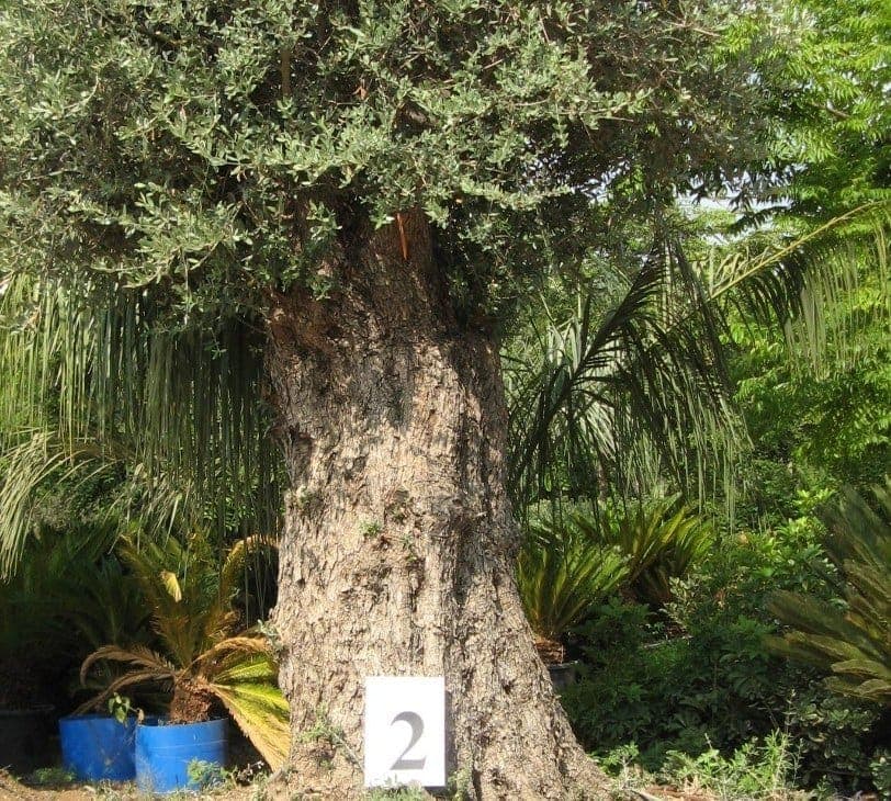 זית סורי עתיק מס׳ 2 - עצי נוי | הדר נוי משתלות