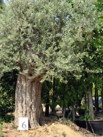 זית סורי עתיק מס׳ 6 - עצי נוי | הדר נוי משתלות