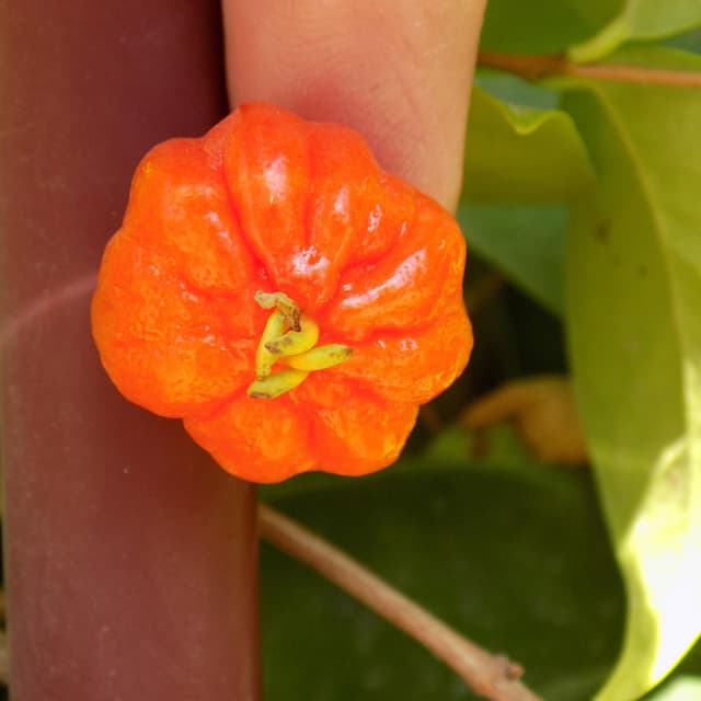 פיטנגו | Surinam Cherry | Eugenia Uniflora