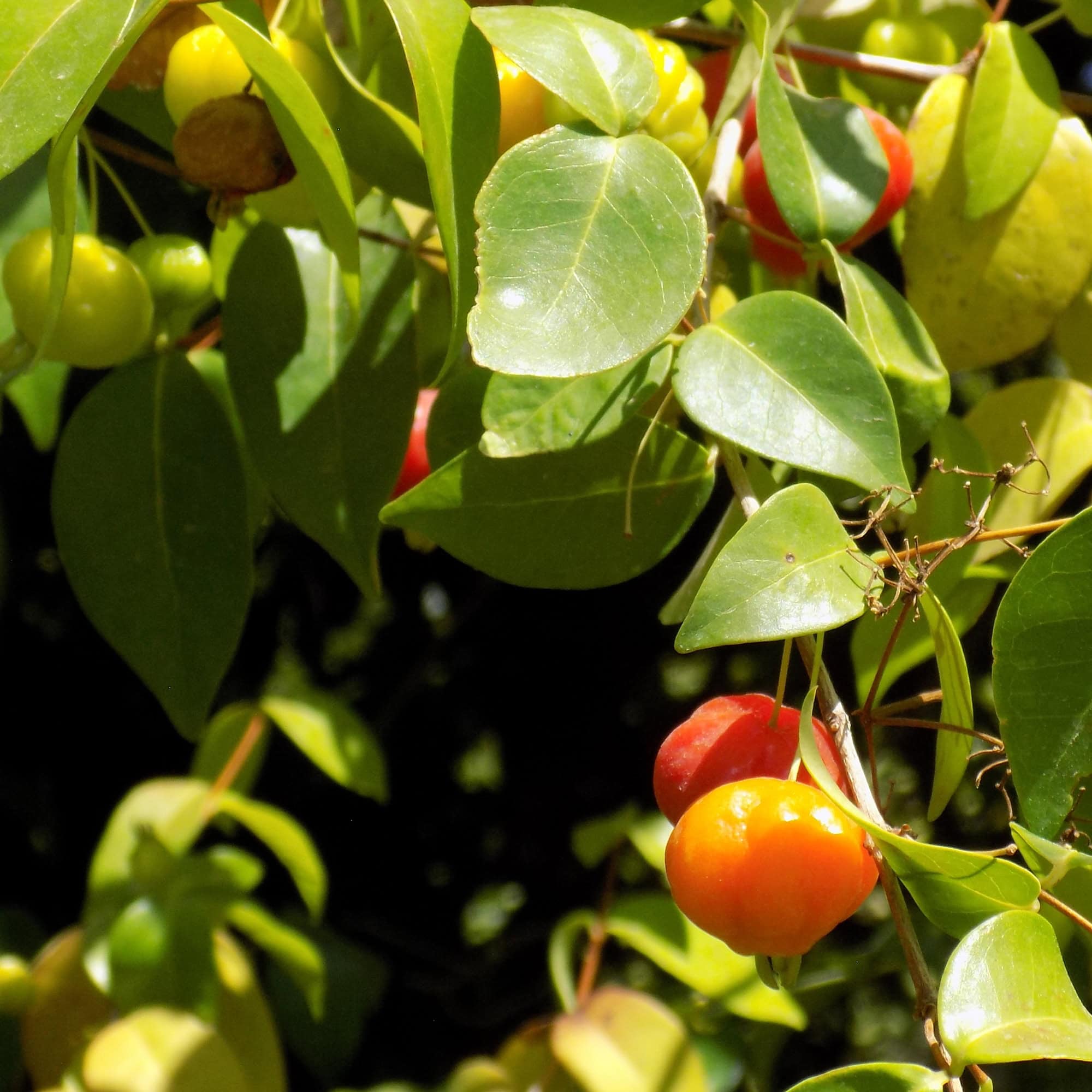 פיטנגו | Surinam Cherry | Eugenia Uniflora