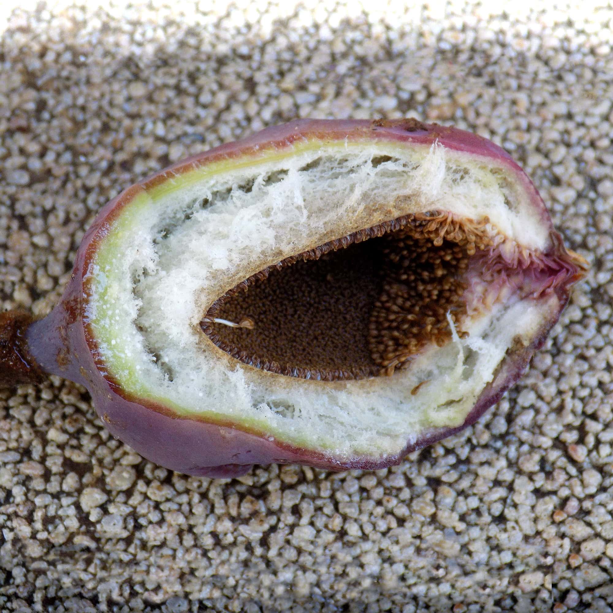 פיקוס זוחל | Climbing Fig | Ficus pumila
