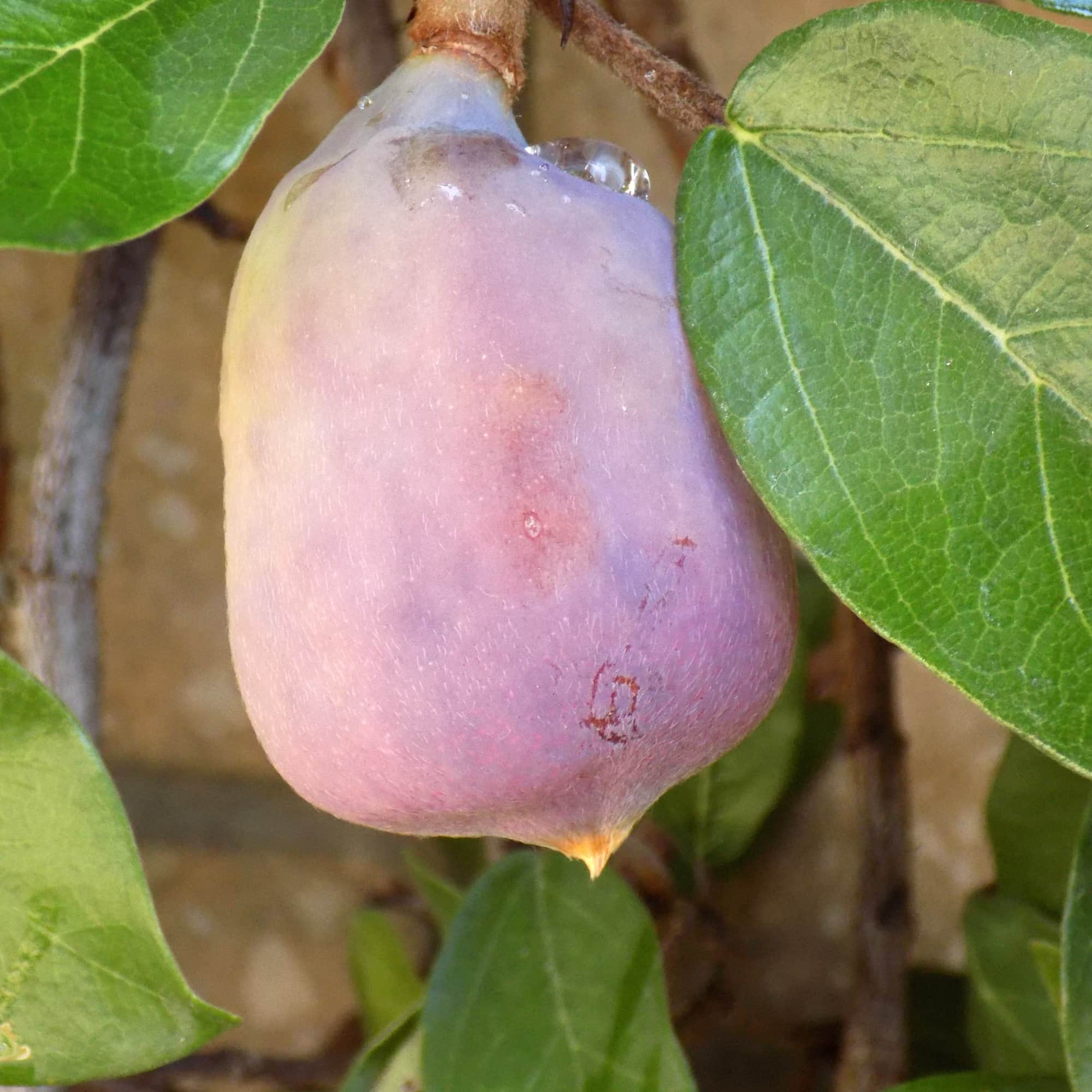 פיקוס זוחל | Climbing Fig | Ficus pumila