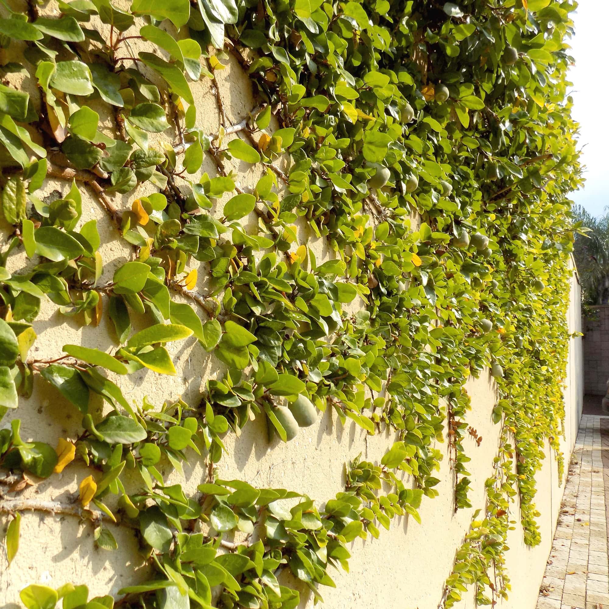 פיקוס זוחל | Climbing Fig | Ficus pumila
