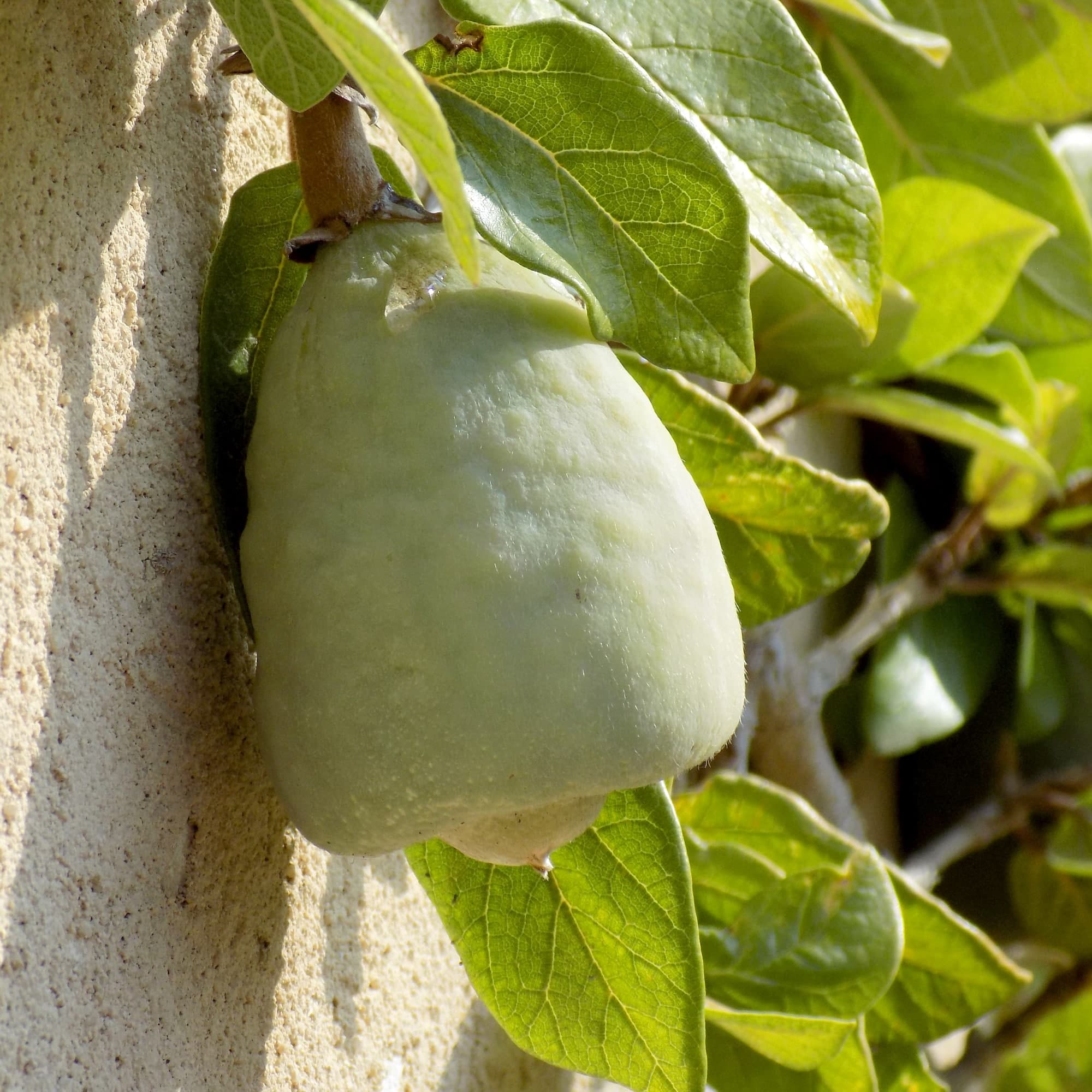 פיקוס זוחל | Climbing Fig | Ficus pumila