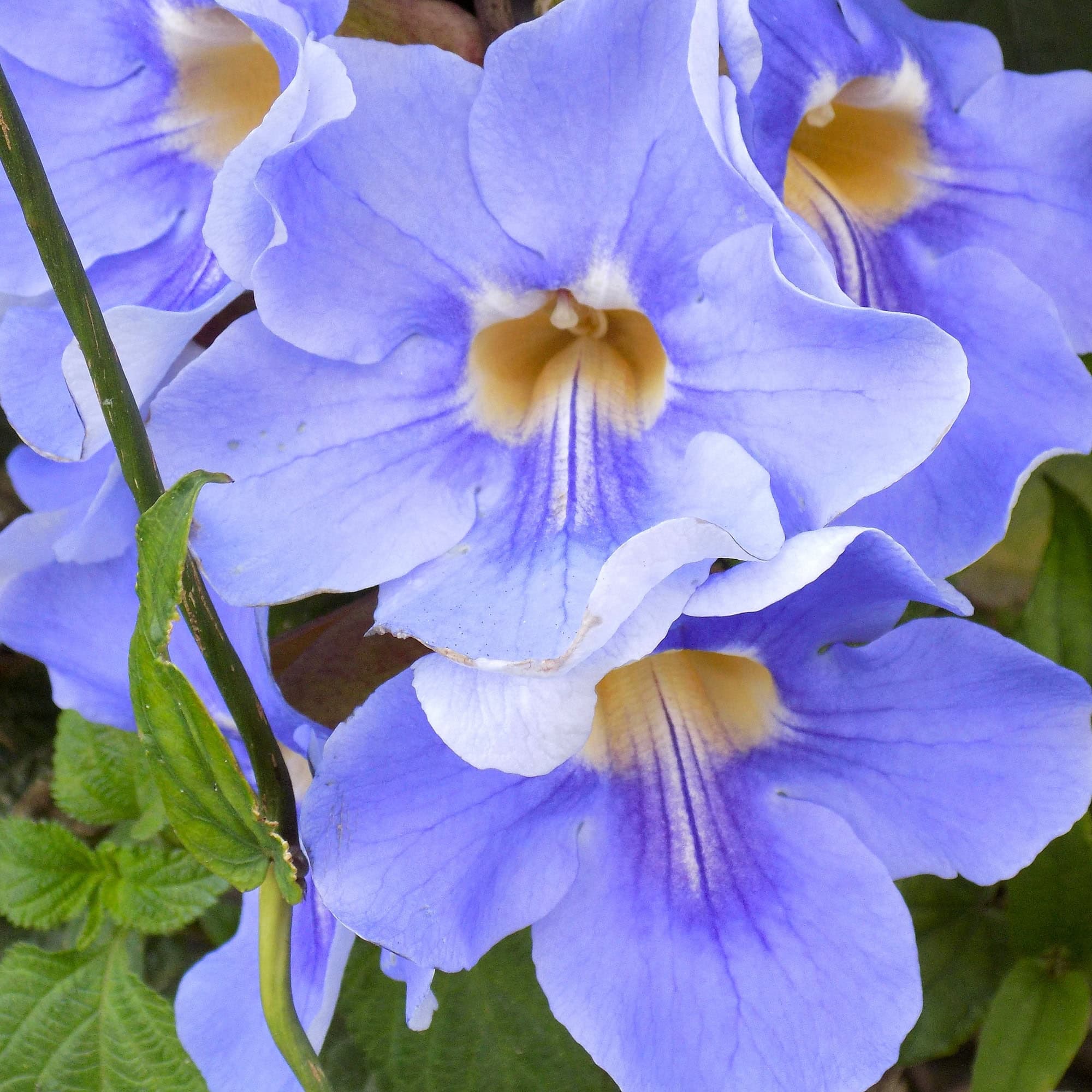תונברגיה גדולת פרחים | Thunbergia grandiflora