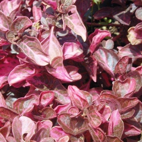 איריסין לינדן ("אחירנתוס") - עצי נוי | הדר נוי משתלות