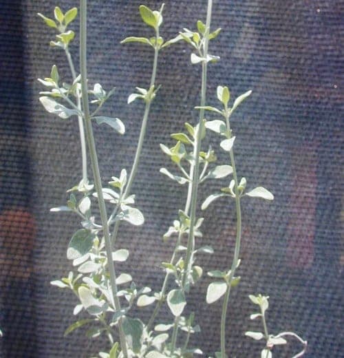 זוטה לבנה - עצי נוי | הדר נוי משתלות