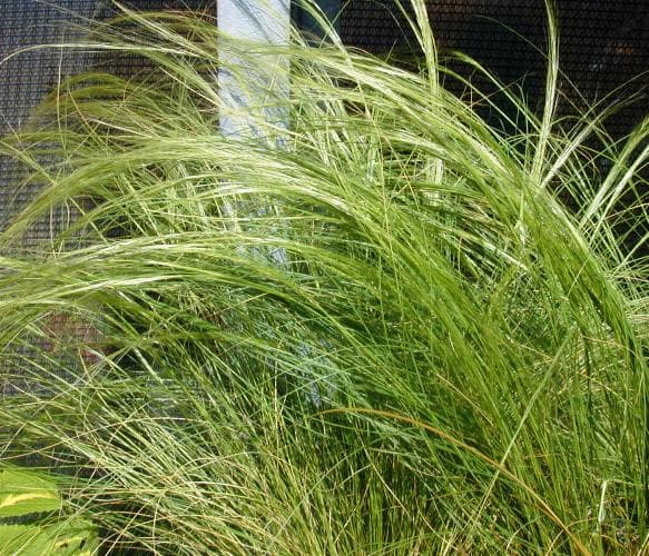 Stipa tenussima - עצי נוי | הדר נוי משתלות