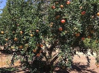 הגינה בחודשי ספטמבר אוקטובר