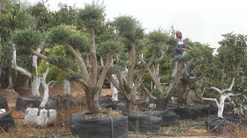 עיצוב עצי זית במשתלה