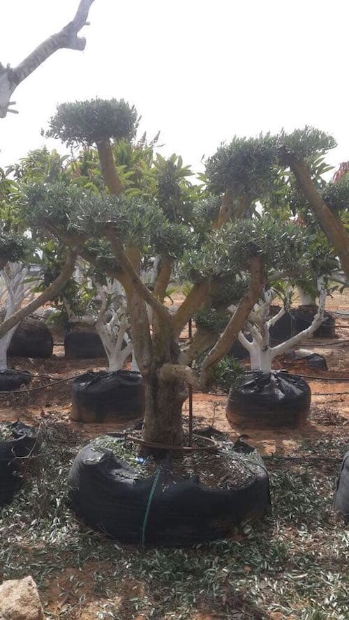 עץ זית מעוצב