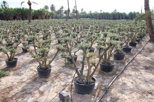 עצי זית בונסאי שתולים בתוך מיכל מכונים לגינת גג פאטיו וכו