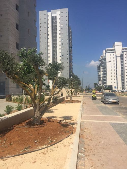 עצי זית סורי בשדרה ברחוב