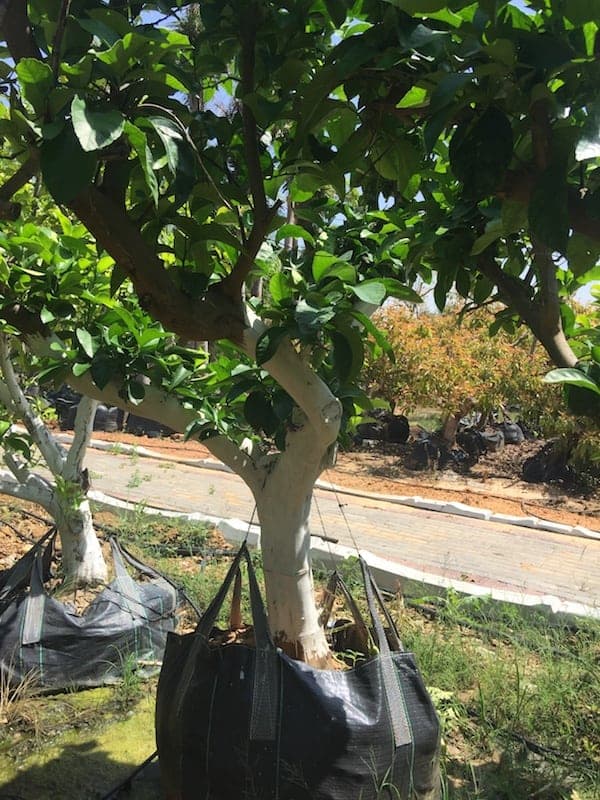 לימון אינטרדונטו, לימון איטלקי - תוסיפו לגינה שלכם סטייל וניחוח ייחודי.