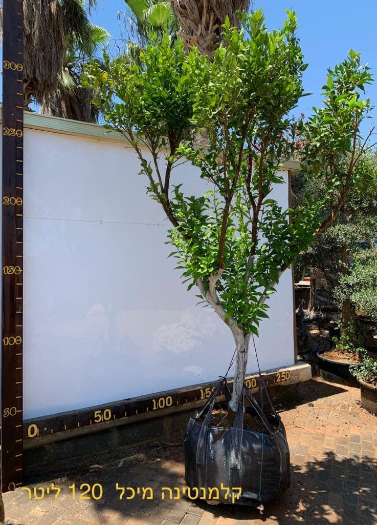 עץ קלמנטינה מיכל בוגר