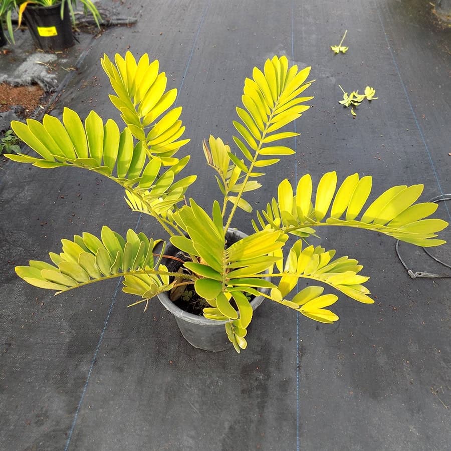זמיה קשקשנית | Zamia furfuracea