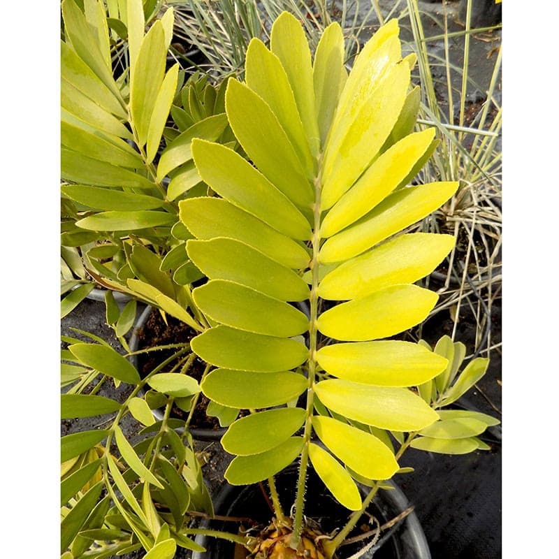 זמיה קשקשנית | Zamia furfuracea