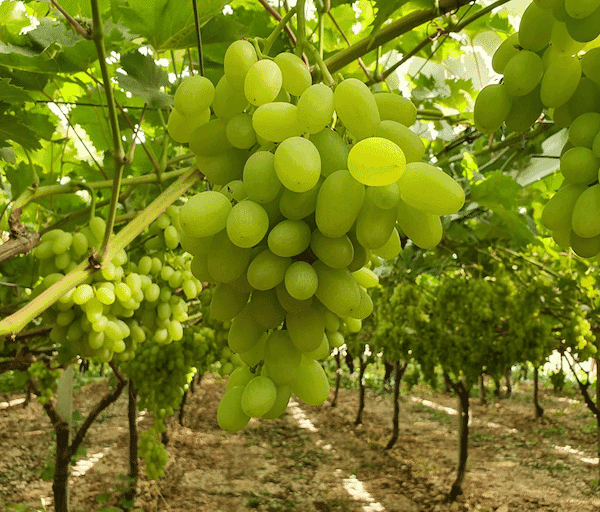 הדברת מזיקים ומחלות בכרם