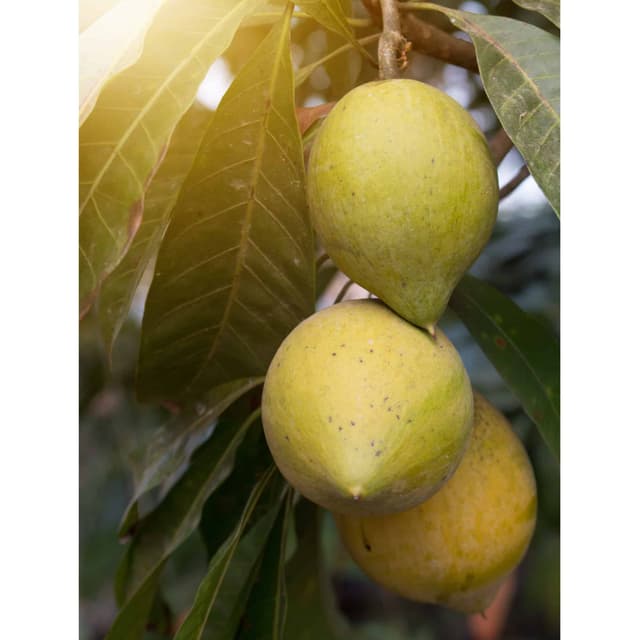 קניסטל | Pouteria campechiana | Canistel