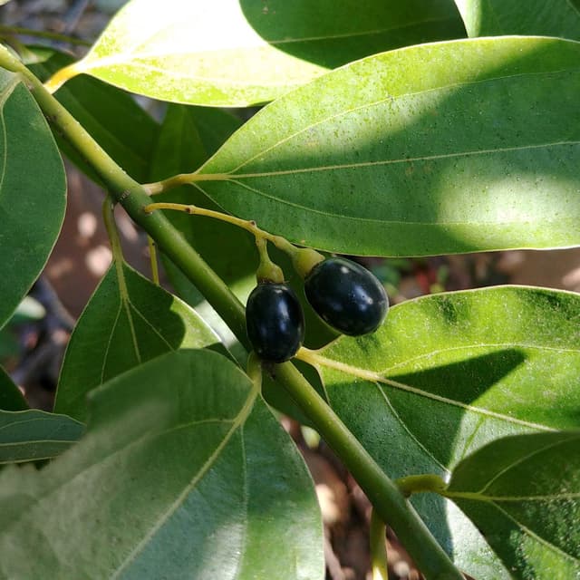 קינמון כסיה למכירה - מחיר