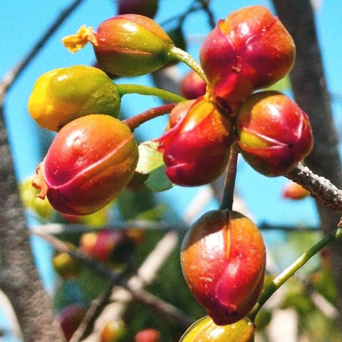 אוכנה משורית | Ochna serrulata