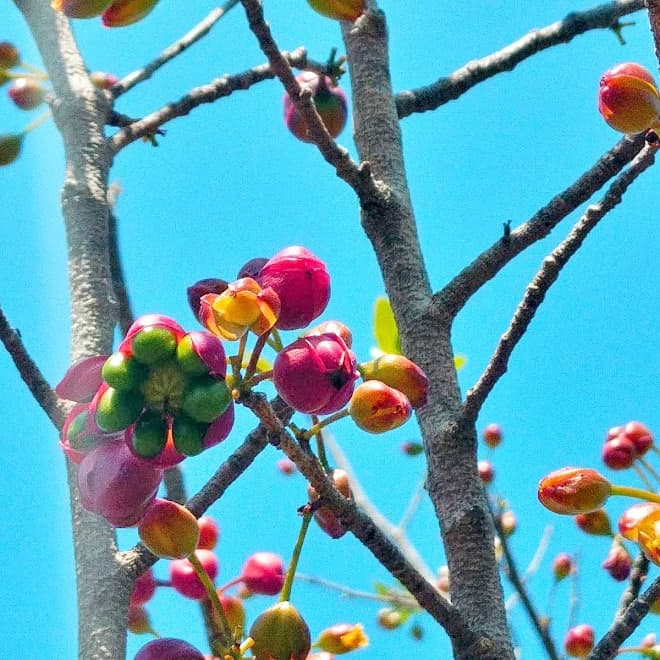 אוכנה משורית | Ochna serrulata