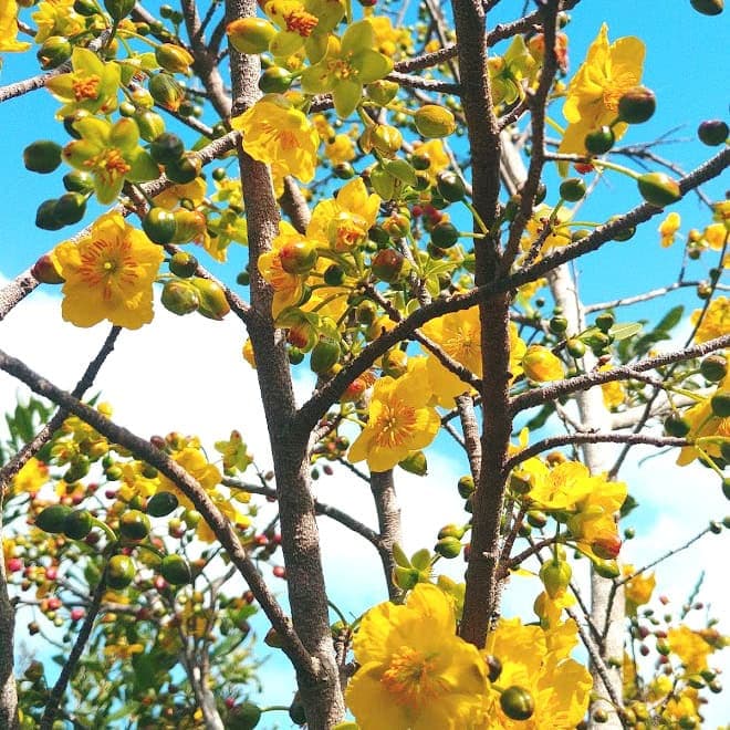 אוכנה משורית | Ochna serrulata