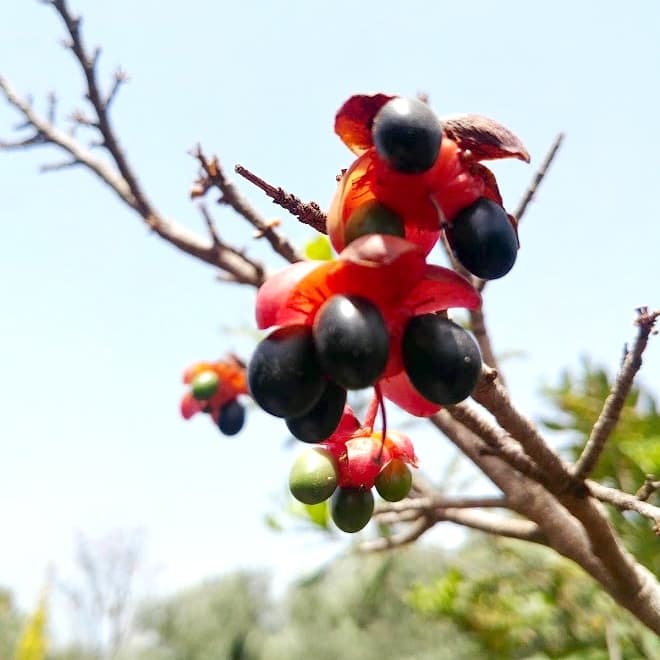 אוכנה משורית | Ochna serrulata