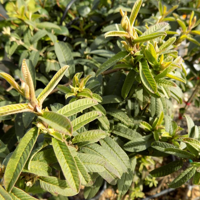 גויאבה ננסית | Psidium Guajava Minor